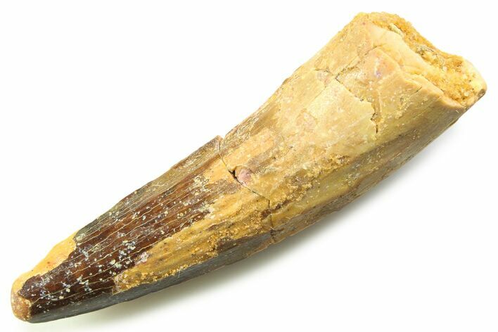 Fossil Spinosaurus Tooth - Real Dinosaur Tooth #357847